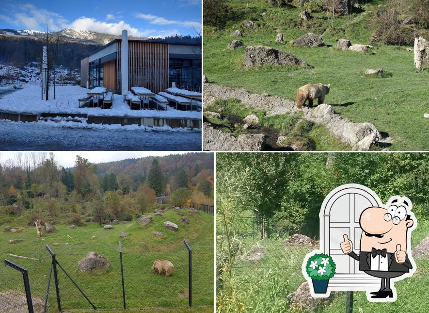 Grüne Gans