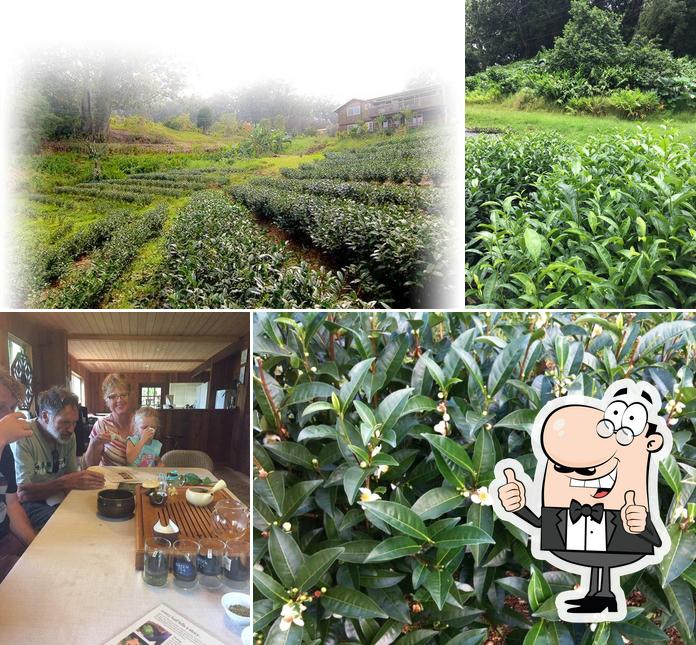 Mauna Kea Tea