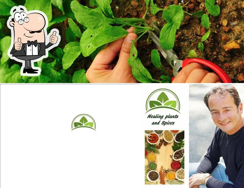 Healing Plants and Spices