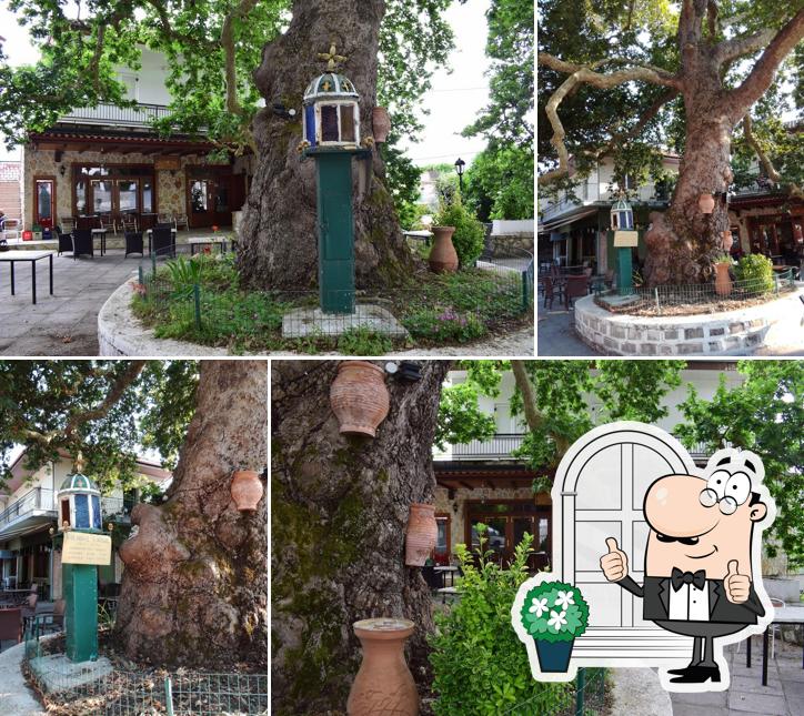 Ταβέρνα "ο Σούρλας" Πλάτανος, taverna_Platanos_Sourlas