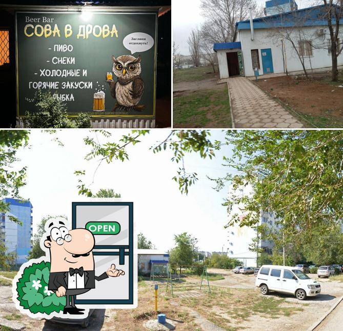 Сова в дрова