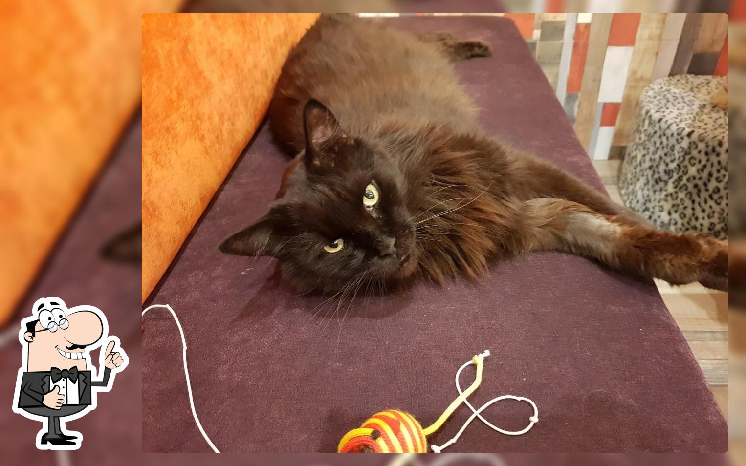 Антикафе Кофе С Котами