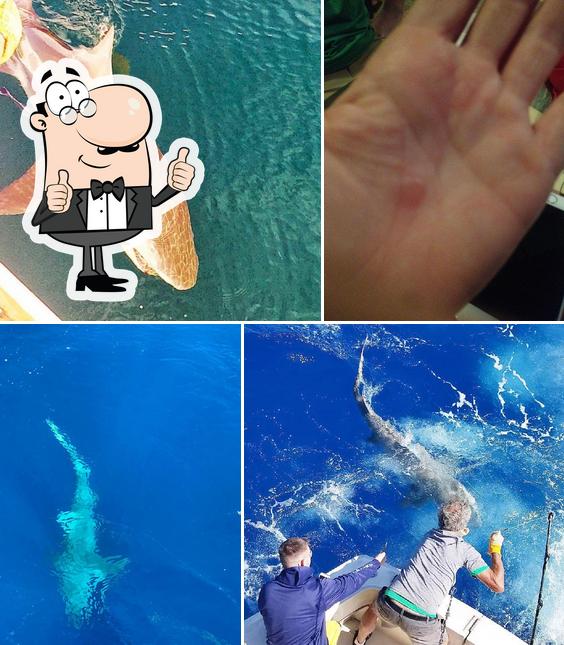The Big 5 Shark Hunt-Key West