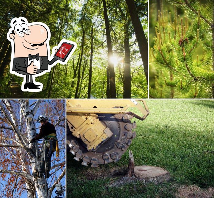 G & K Tree Specialists