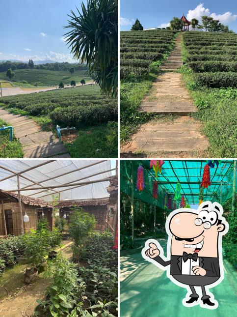 ไร่ชาเฉิงฟู่. Chengfu Tea Plantation