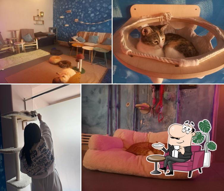 Gatto Cat Cafe