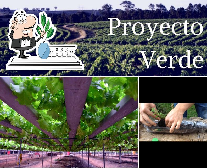 Proyecto Verde