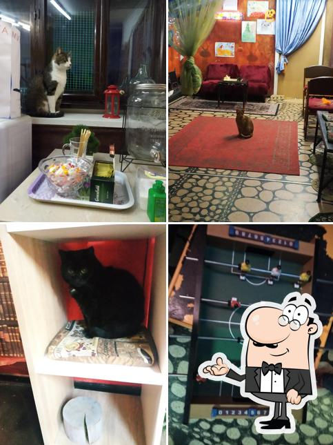 КОТОКАФЕ