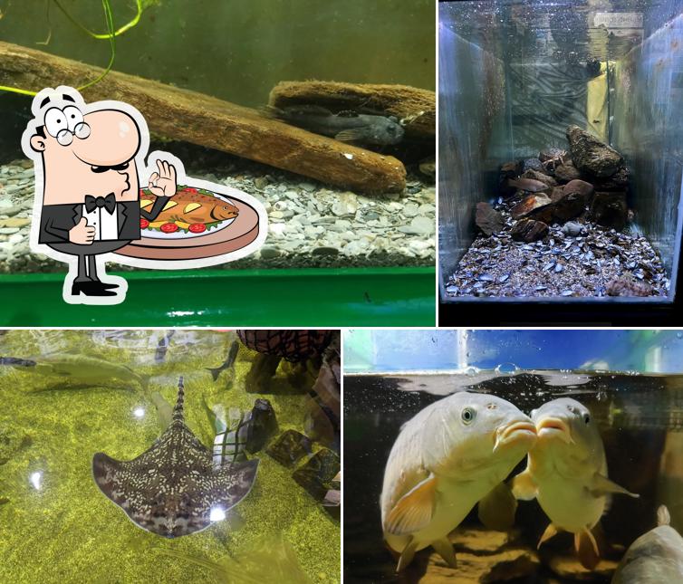 The Ilfracombe Aquarium