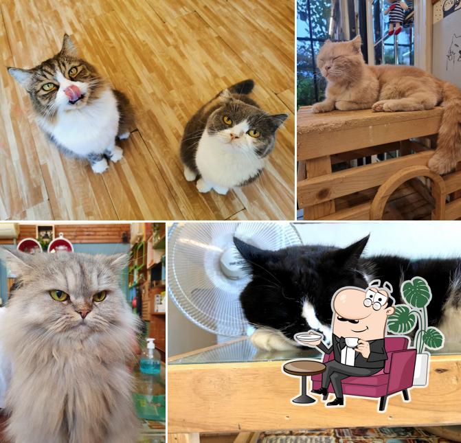 คาเฟ่แมวรังสิต Cat Cafe Rangsit