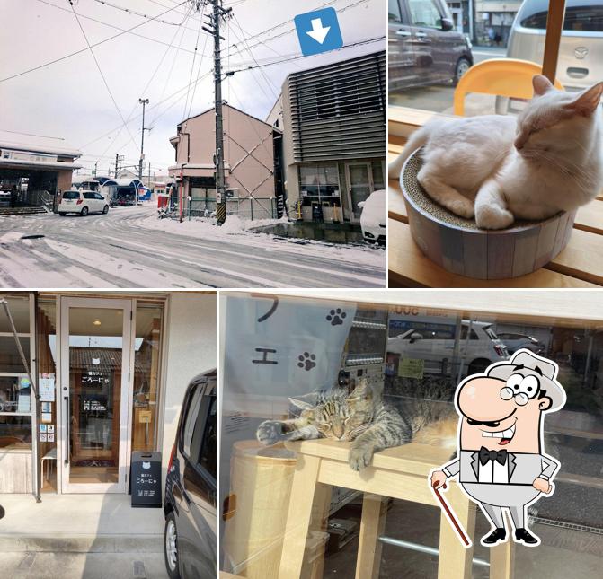猫カフェ ごろーにゃ