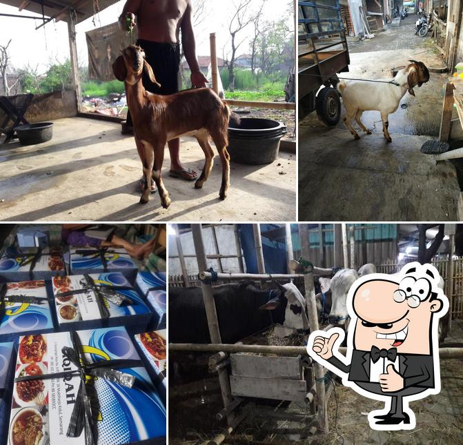 Raja Kambing H. Ahmad Sudarsono