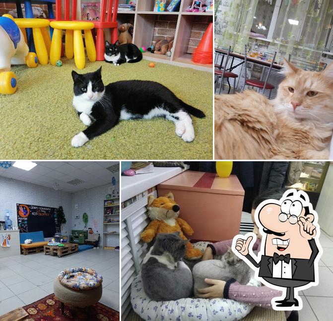 Котокафе "Кот-обормот"