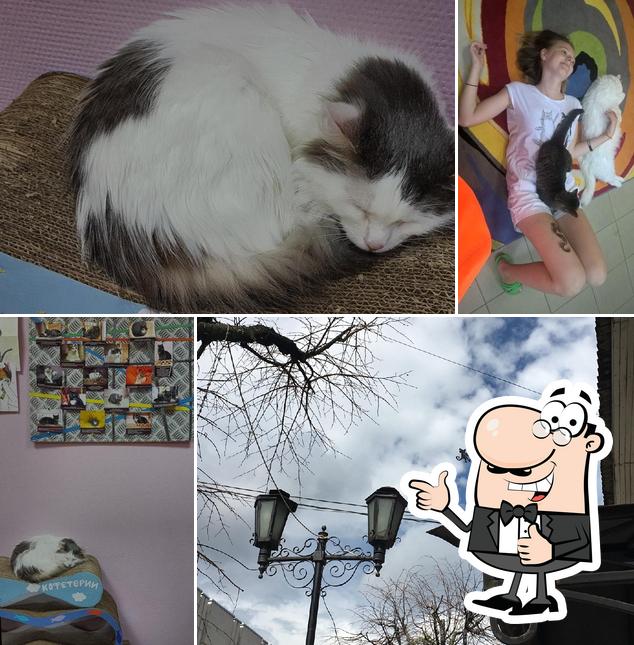 котокафе