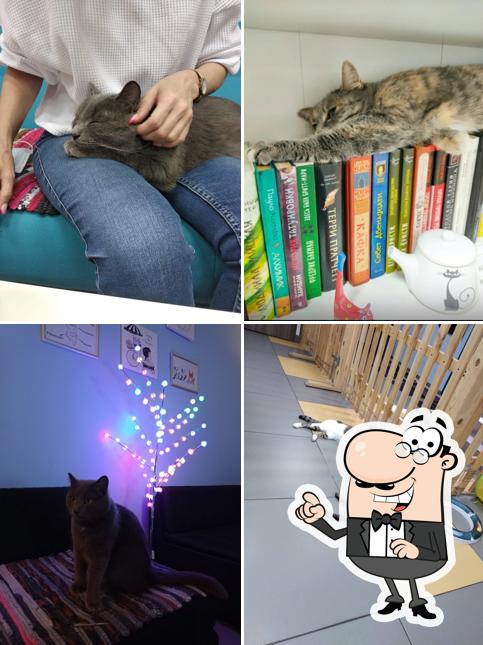 Антикафе"Мягкие Лапки" Котокафе