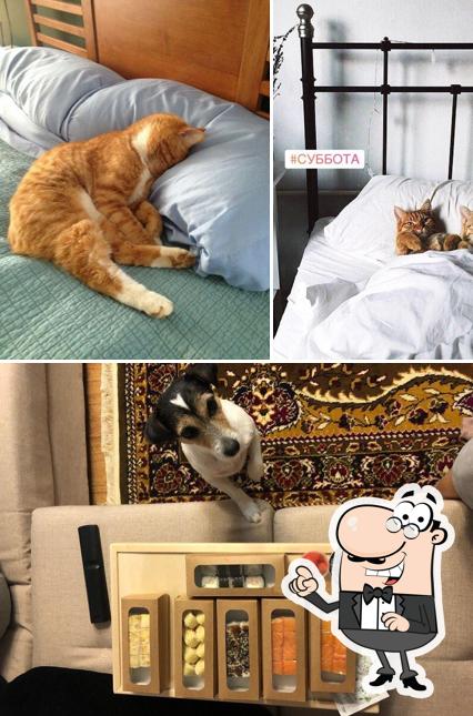 Суши Кот