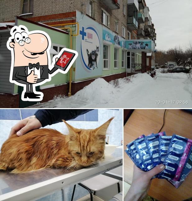 ВетЦент