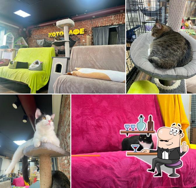 Котофейня