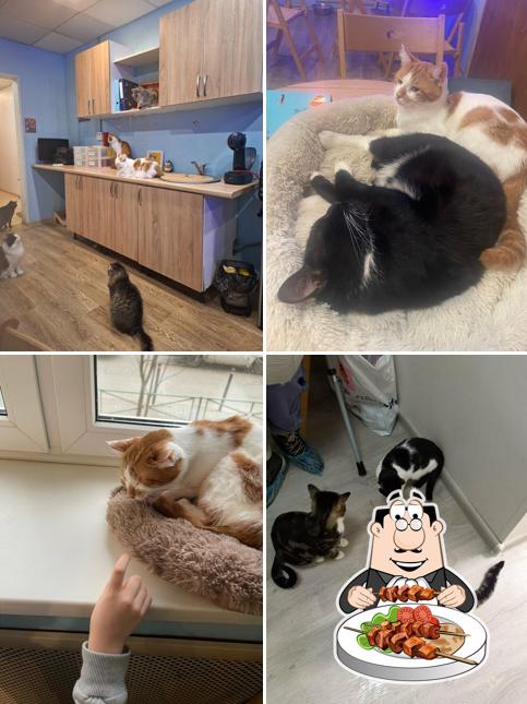 Котокафе Муркино