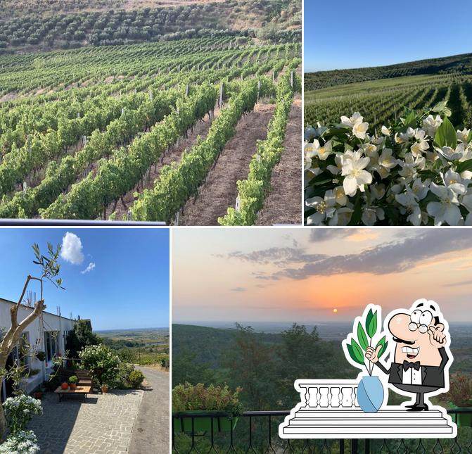 Albanica Wine