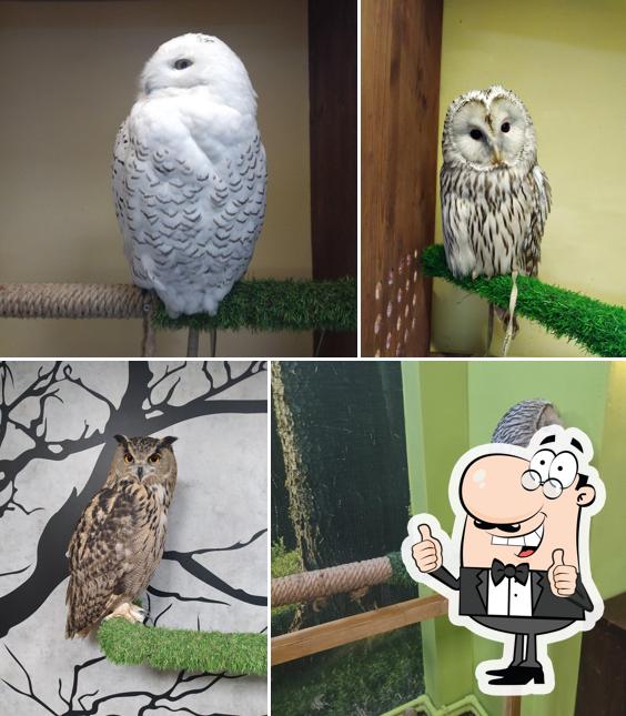 Совиный Дом