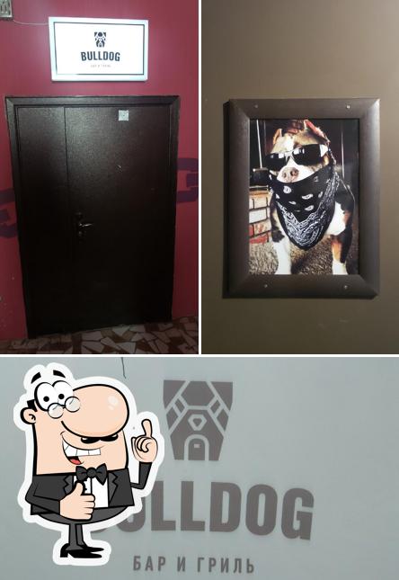 Bulldog