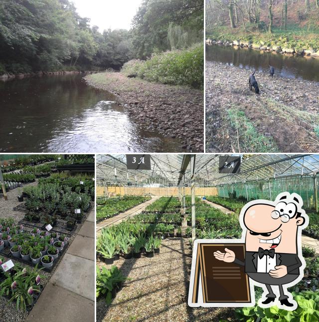 Daisy Clough Nurseries and Tearoom