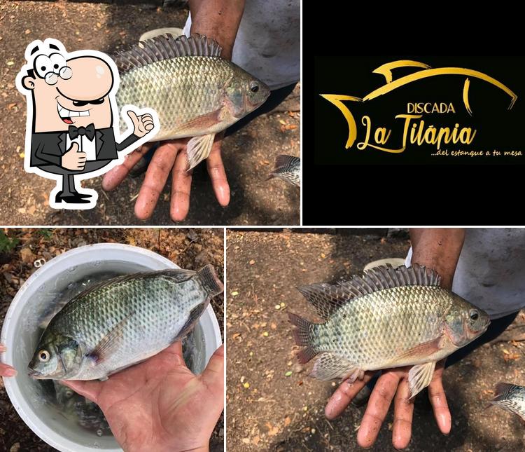 Discada La Tilapida