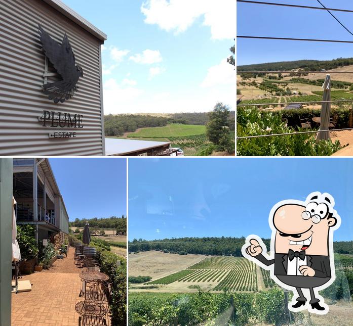 Plume Estate Vineyard