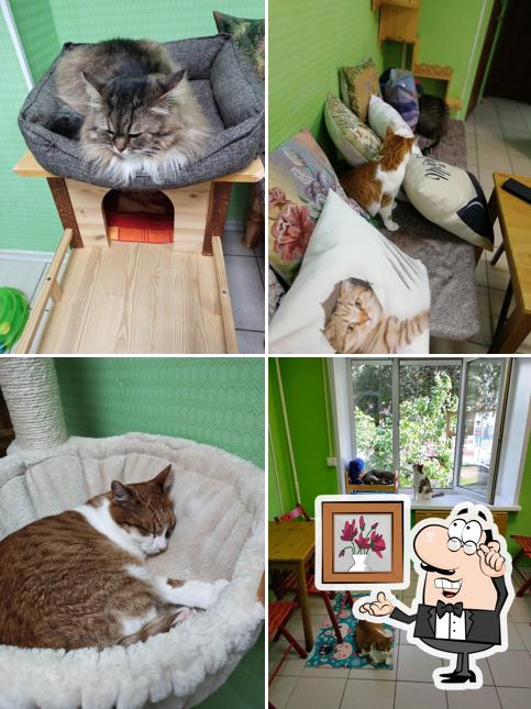 КотоКафе КОфеТерий