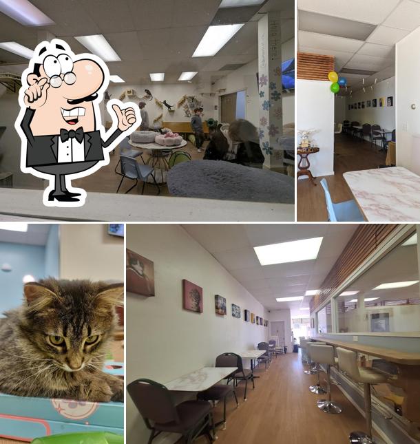 Dexter's Cat Cafe