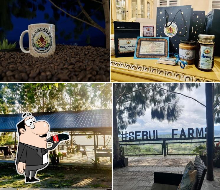 Sebul Cacao Farms