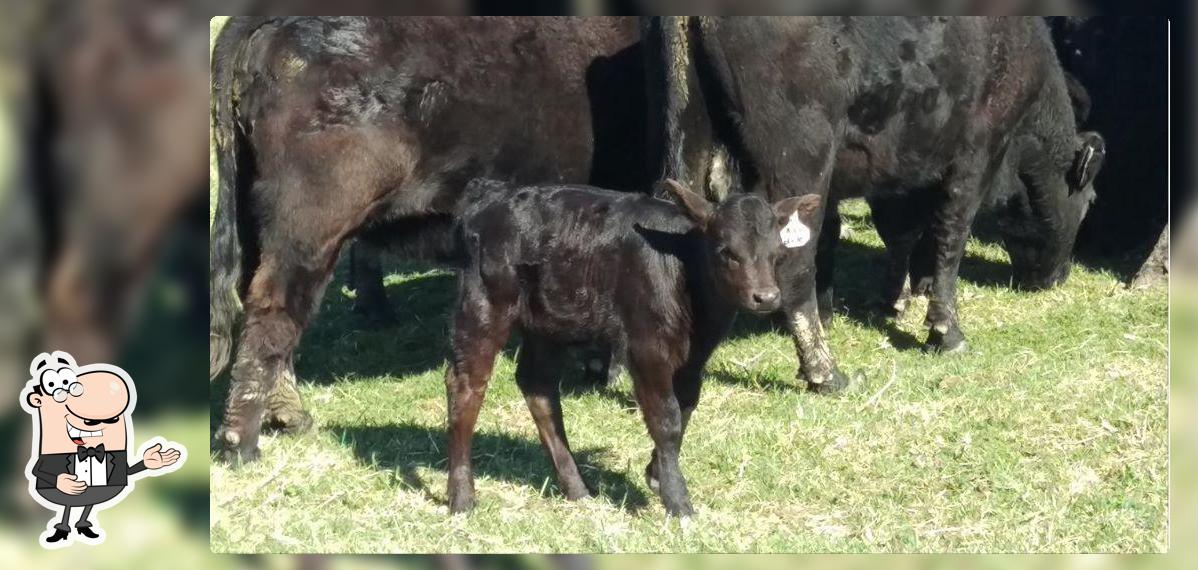 Brown Pearcy Cattle Company