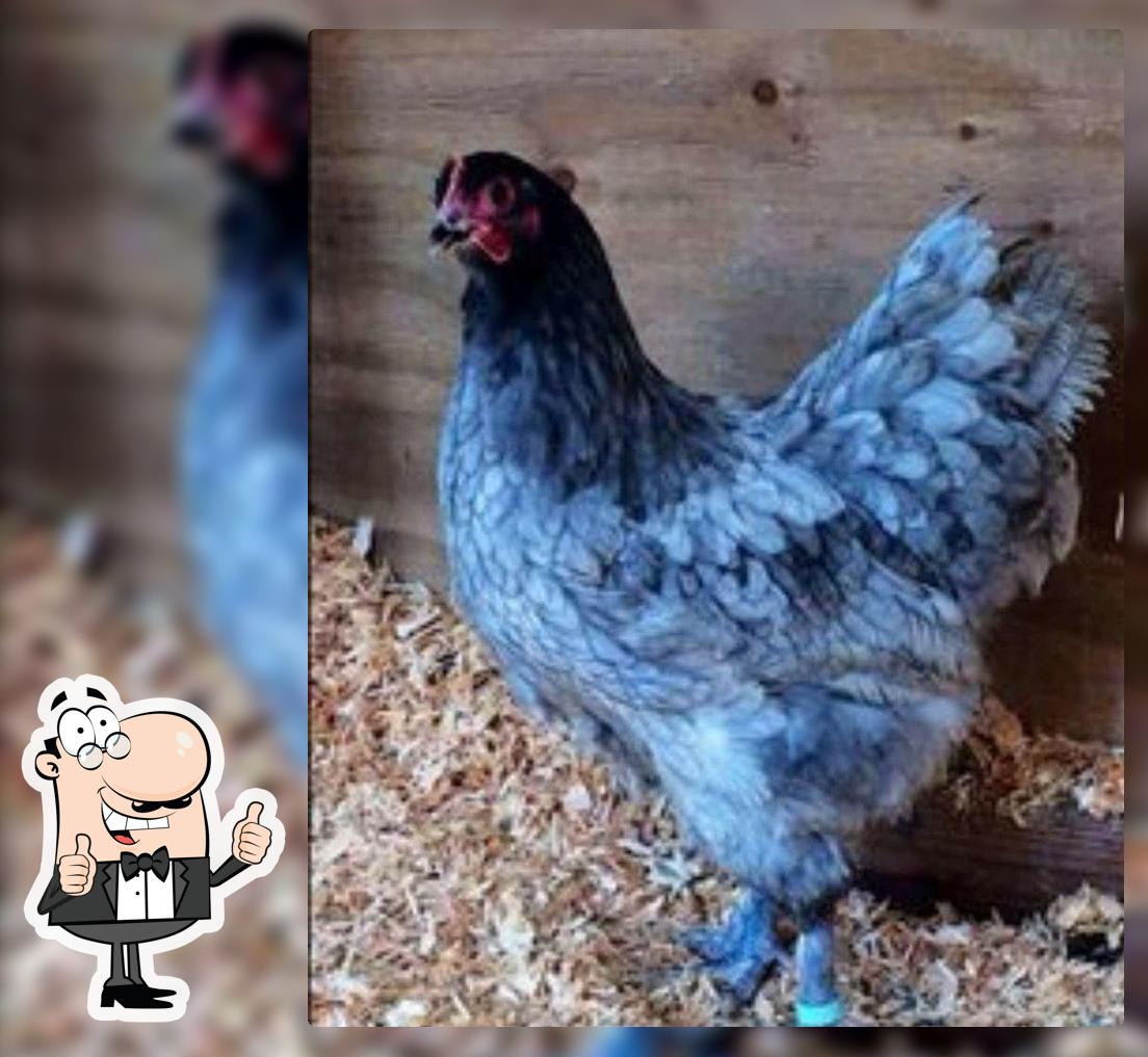 Blue Chicken Cafe
