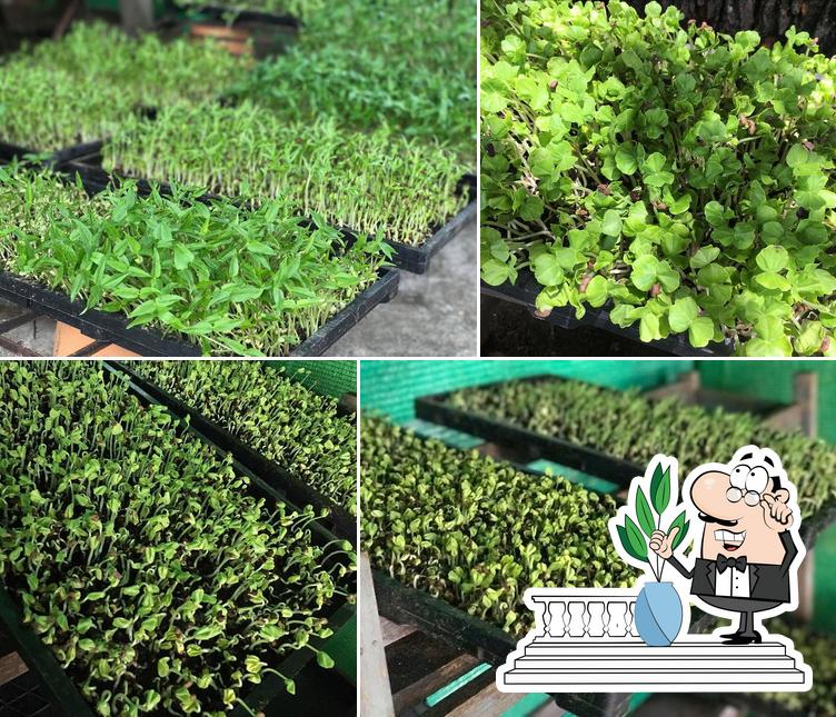 เมดเล่ย์ ชาบู