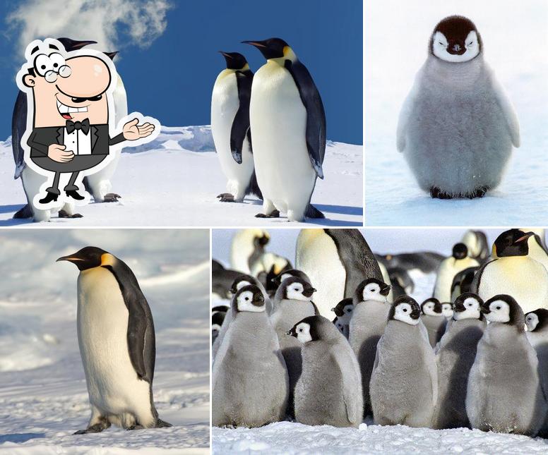 Fast food Pinguino