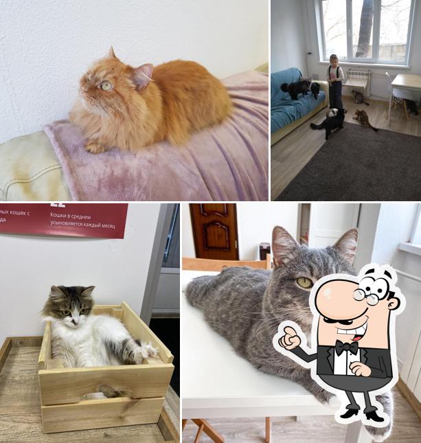 Котокафе Мяу