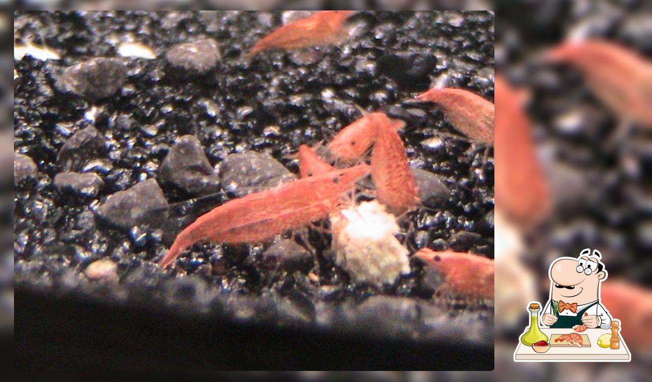 Shrimp bay