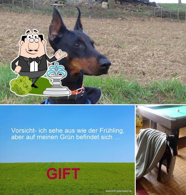 Tiertherapie Odenwald
