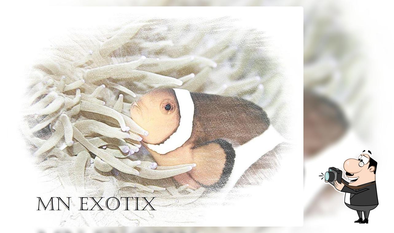 MN Exotix