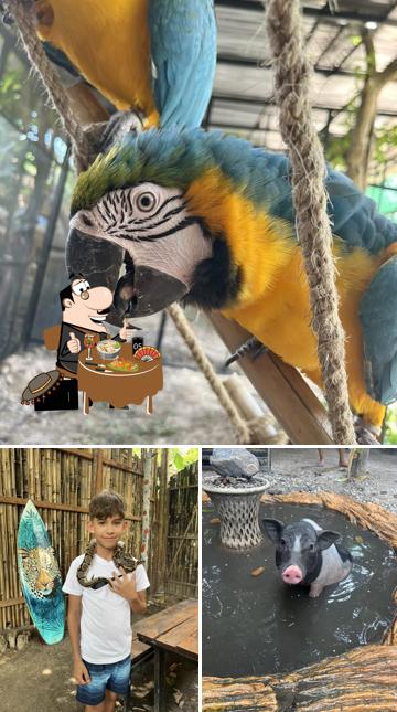 Samui exotic park
