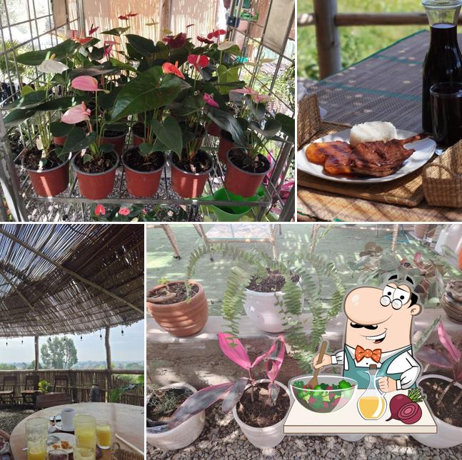 NORCENTRAL VIVERO CAFÉ