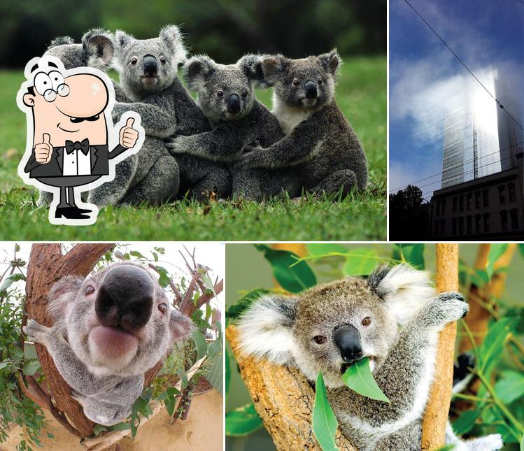 Koala Punch Everett WA