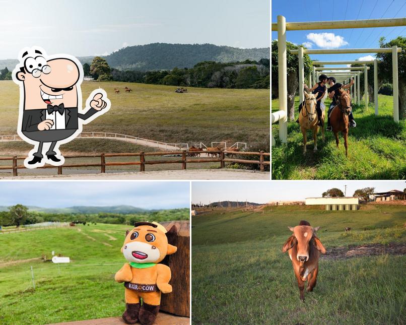 KUR-Cow Barnwell Farm