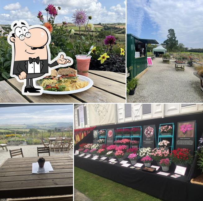 Llazy Llama Cafe @ Calamazag Plant Nursery