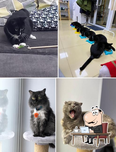 Котокафе "Murchim"