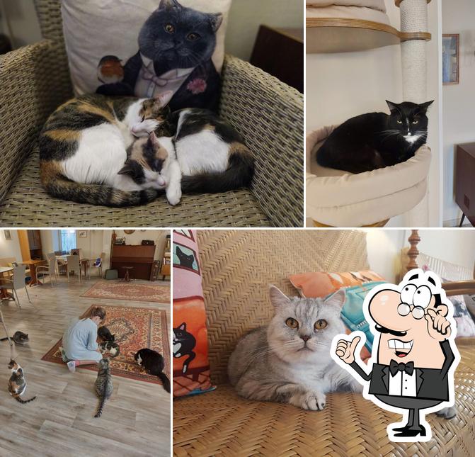 Котокафе "Котиссимо"