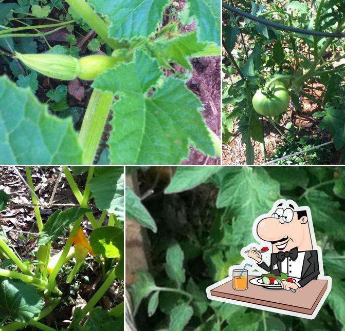 Hippie Bee Farms