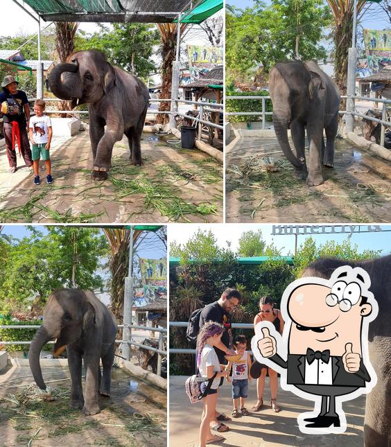 ELEPHANT FEEDING
