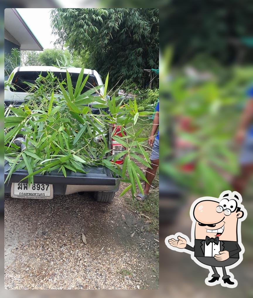 สวนไผ่ศรีสุธรรมไผ่กิมซุง-ไผ่ตงลืมแล้งสิงห์บุรี